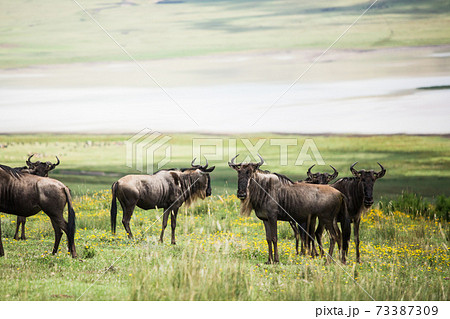 野生のヌー (アフリカ　サファリの風景) 73387309