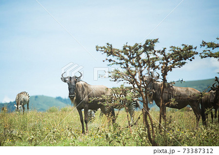 野生のヌーとシマウマ (アフリカ　サファリの風景) 73387312