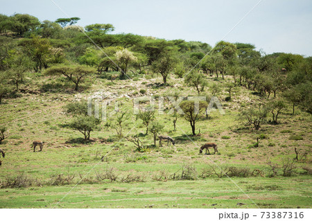 アフリカ サファリの風景 アフリカ サファリの風景 73387316