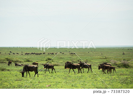 野生のヌー(アフリカ サファリの風景) 野生のヌー(アフリカ サファリの風景) 73387320