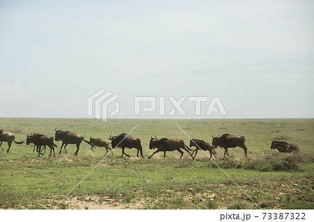 野生のヌーの群れ　大移動(アフリカ　サファリの風景) 73387322