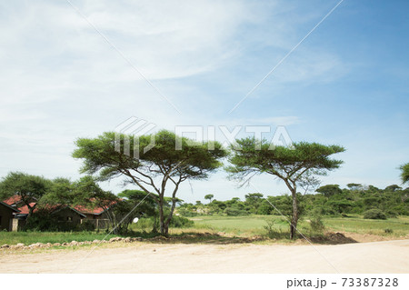 アフリカ　テーブルツリー 73387328