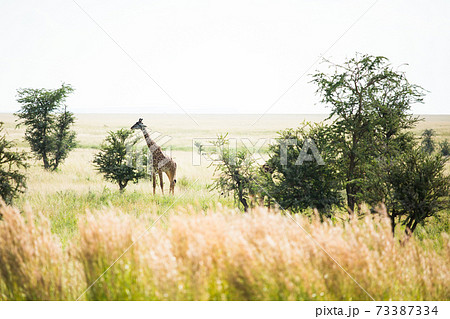 野生のキリン (アフリカ　サファリの風景) 73387334