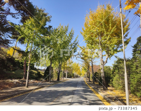 イチョウ 木 秋 73387345