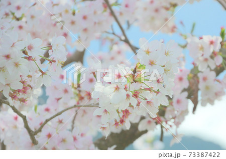 満開の桜 73387422