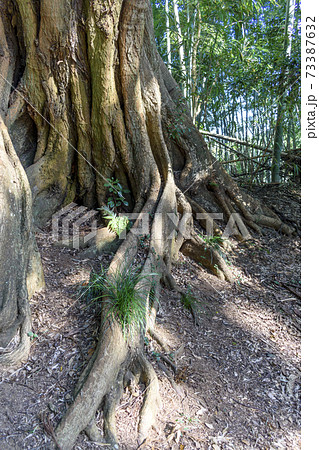 スダジイの板根 73387632