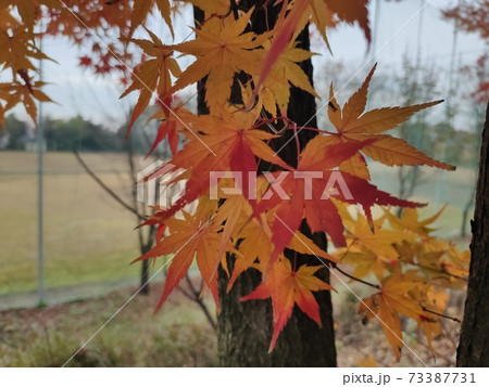 葉 紅葉 秋 73387731