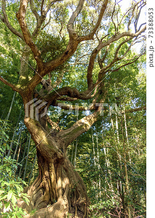 スダジイの板根 スダジイの板根 73388053