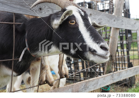 山羊 山羊 73388080