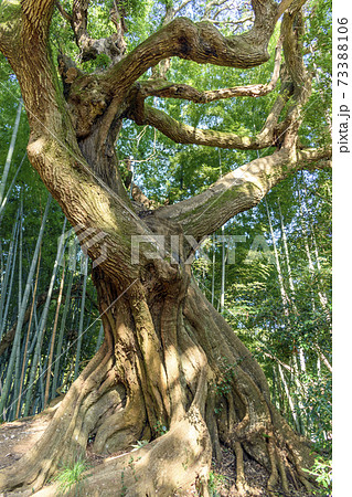 スダジイの板根 スダジイの板根 73388106