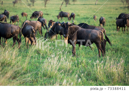 野生のヌーの群れ 大移動(アフリカ サファリの風景) 野生のヌーの群れ 大移動(アフリカ サファリの風景) 73388411