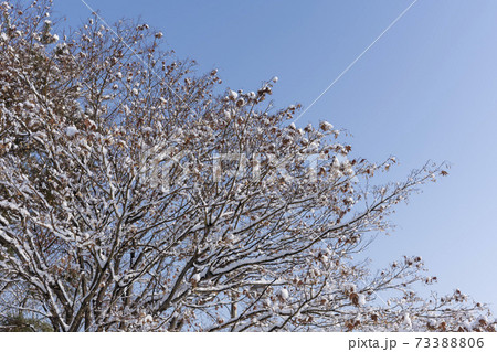 冬 雪景色 木 73388806