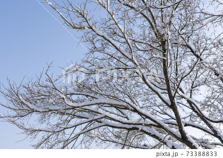 冬 雪景色 木 73388833