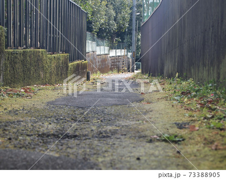 苔の生えた路地 苔の生えた路地 73388905