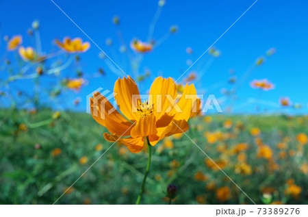青空と黄花コスモスの群生 73389276