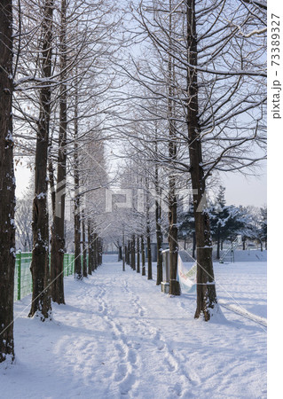 冬 雪景色 木 73389327