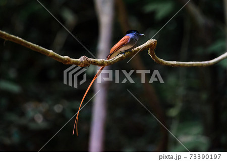 Asian Paradise Flycatcher ,Pair of birds Asian Paradise Flycatcher ,Pair of birds 73390197