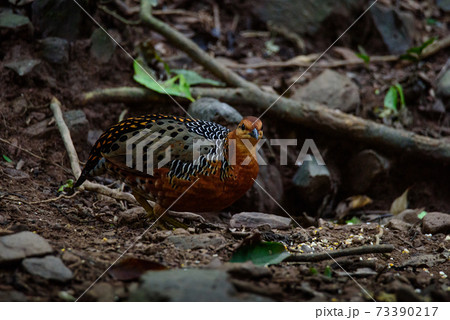 Ferruginous Partridge searching for food on the ground in the jungle 73390217