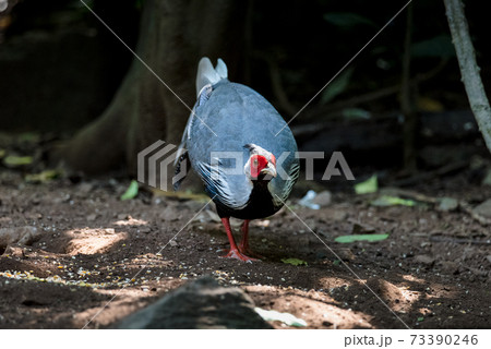 The kalij pheasant (Lophura leucomelanos) is a pheasant found in forests The kalij pheasant (Lophura leucomelanos) is a pheasant found in forests 73390246
