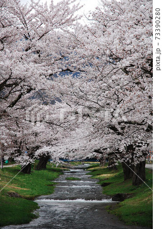 鶴ヶ城の桜 鶴ヶ城の桜 73390280