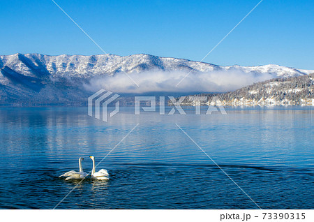 早朝のオオハクチョウ 73390315