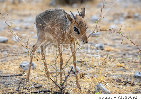 Dik-Dik at Etosha National Park, Namibia Dik-Dik at Etosha National Park, Namibia 73390692