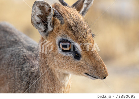 Dik-Dik at Etosha National Park, Namibia Dik-Dik at Etosha National Park, Namibia 73390695