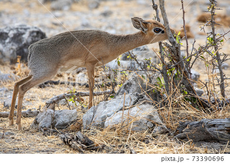 Dik-Dik at Etosha National Park, Namibia Dik-Dik at Etosha National Park, Namibia 73390696