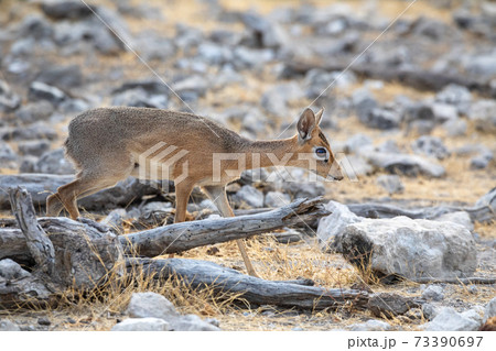 Dik-Dik at Etosha National Park, Namibia Dik-Dik at Etosha National Park, Namibia 73390697
