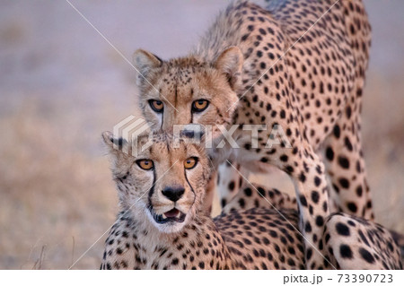 Cheetah at Etosha National Park, Namibia Cheetah at Etosha National Park, Namibia 73390723