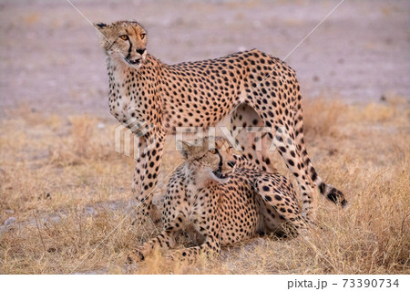 Cheetah at Etosha National Park, Namibia Cheetah at Etosha National Park, Namibia 73390734