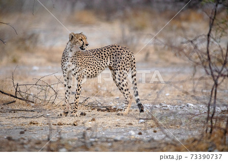 Cheetah at Etosha National Park, Namibia 73390737