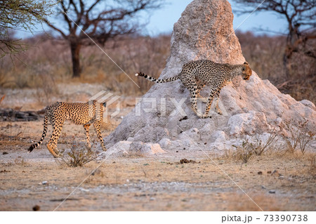 Cheetah at Etosha National Park, Namibia 73390738