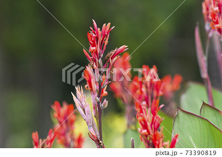植物園に赤い花が咲いています この赤い花の名前はカンナです の写真素材