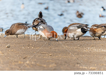 御宝田遊水地の餌を食べるヒドリガモ 御宝田遊水地の餌を食べるヒドリガモ 73390851