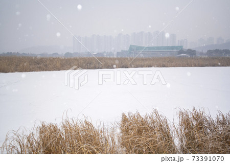 冬 雪景色 葦 73391070