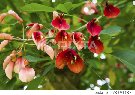 アメリカデイゴの木が赤い花を咲かせています の写真素材