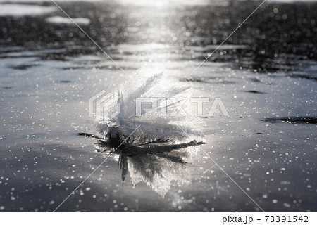 阿寒湖のきらめくフロストフラワー 73391542