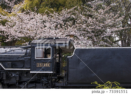 機関車と桜　春の偕楽公園　三重県観光スポット　三重県花見スポット 73391551