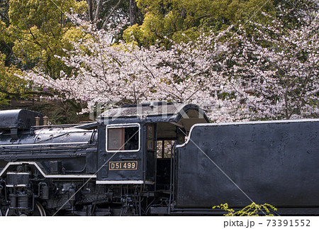 機関車と桜　春の偕楽公園　三重県観光スポット　三重県花見スポット 73391552