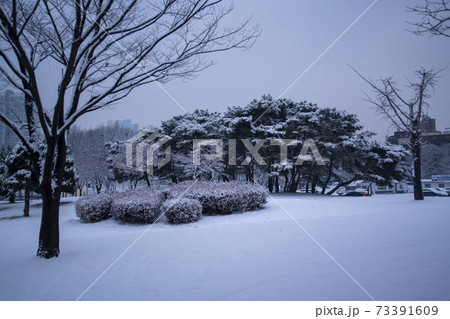 冬 雪景色 木 73391609