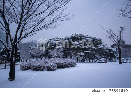 冬 雪景色 木 73391610