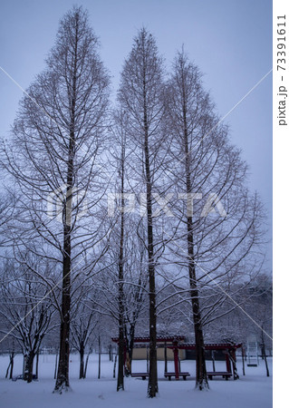 冬 雪景色 木 73391611