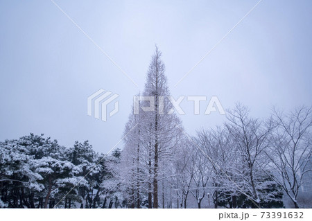 冬 雪景色 木 73391632