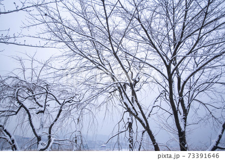 冬 雪景色 木 73391646