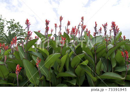 植物園に赤い花が咲いています。この赤い花の名前はカンナです。 73391945
