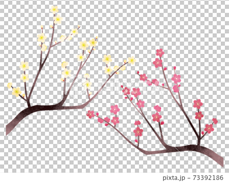 Watercolor style white plum and red plum set 73392186