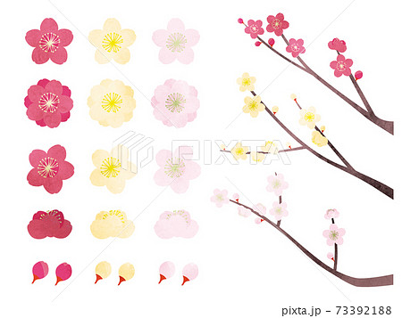 水彩風 いろんな梅の花のセットのイラスト素材