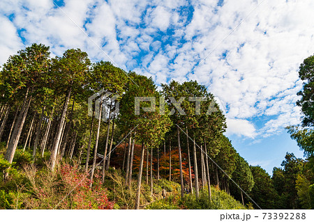 紅葉に映える京都の古刹・圓光寺 73392288