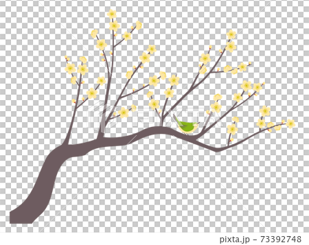 白梅とメジロのイラスト 73392748